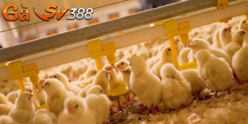 Cách nuôi gà chọi nhanh lớn theo chuẩn công thức chuyên gia 3 cach nuoi ga choi nhanh lon gia doan 1