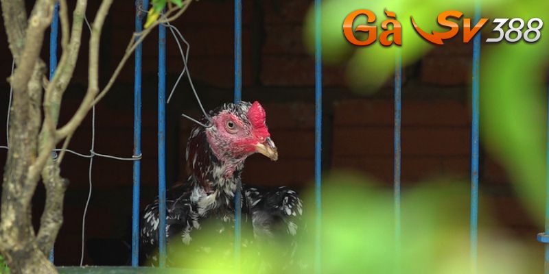 Cách nuôi gà chọi nhanh lớn theo chuẩn công thức chuyên gia 2 cach nuoi ga choi nhanh lon giai doan 3