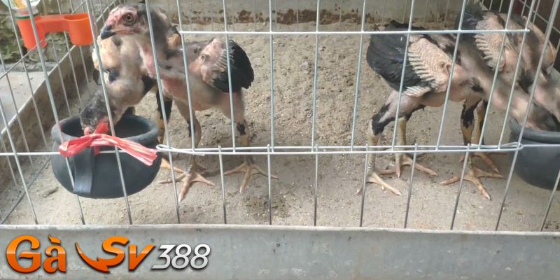 Cách nuôi gà chọi nhanh lớn theo chuẩn công thức chuyên gia 1 cach nuoi ga choi nhanh lon theo chuan cong thuc chuyen gia