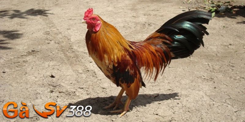 cach nuoi ga tre sung qua che do an