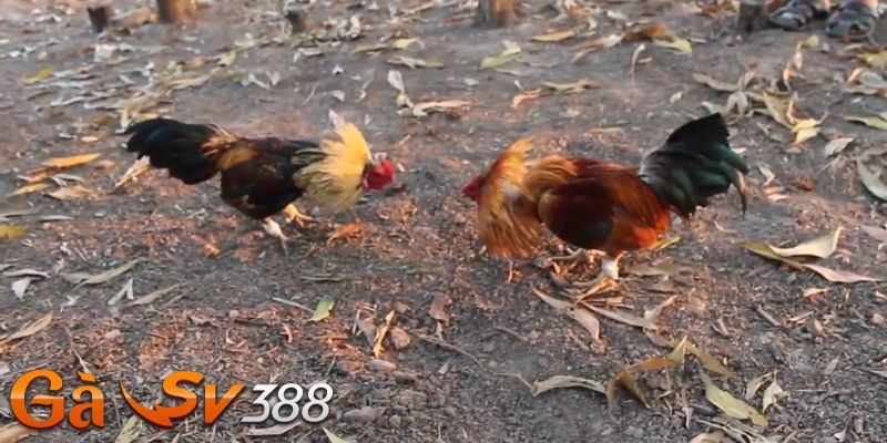 cach nuoi ga tre sung qua che do huan luyen