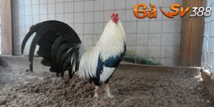 cach nuoi ga tre sung va bi kip sieu chuan cua chuyen gia