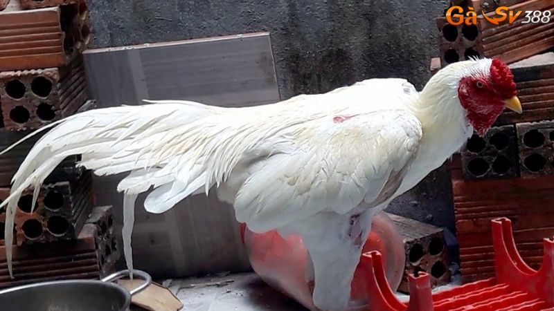 co nen nuoi ga nhan de da hay khong