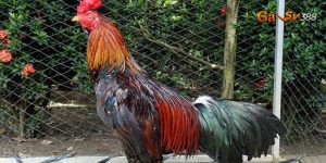 ga choi khong chiu da phuong phap dieu tri