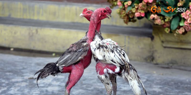 Phương pháp cực hay khắc phục tình trạng gà chọi không chịu đá 3 ga choi khong chiu da phuong phap dieu tri qua che do an