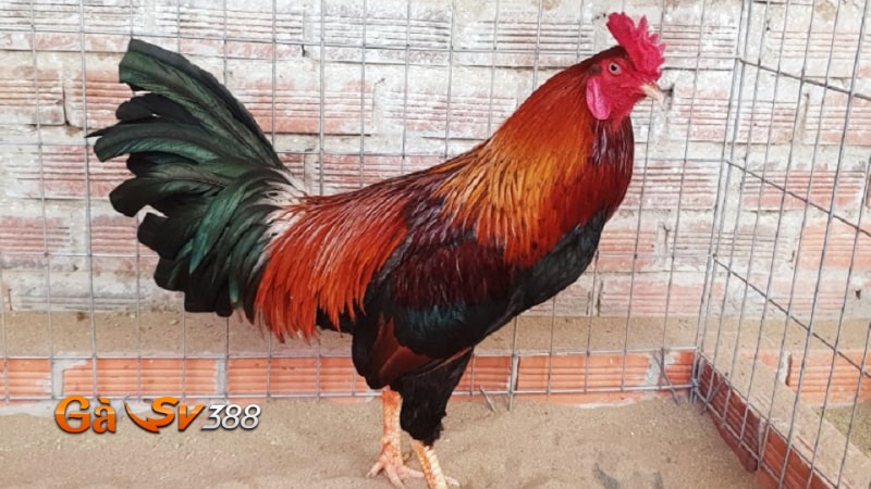 Gà điều chân trắng: Đặc điểm nhận biết và cách chăm sóc 3 ga dieu chan trang dac diem