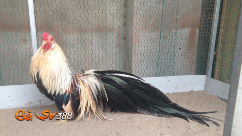 ga khet va ga chuoi dac diem ga chuoi