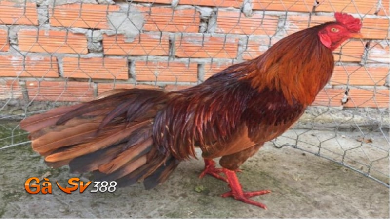 ga khet va ga chuoi dac diem ga khet