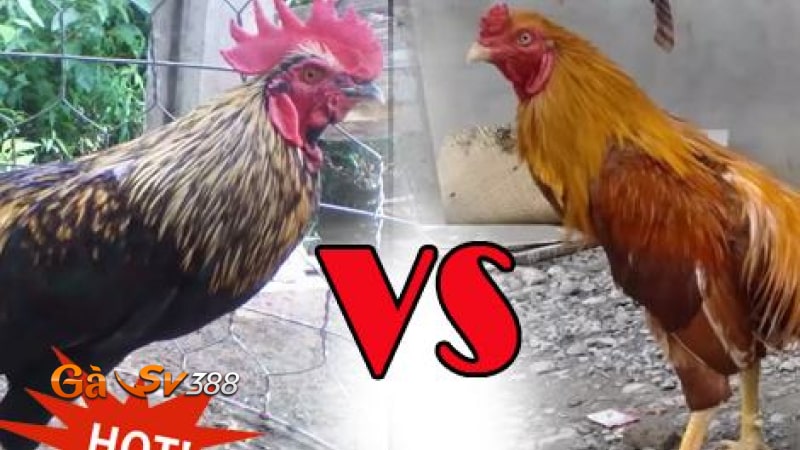 ga khet va ga chuoi truong hop ap dao