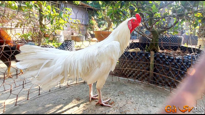 ga nhan giong chien ke noi tieng top dau thi truong