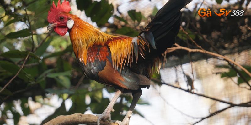 ga rung da cua sat khai quat dac diem