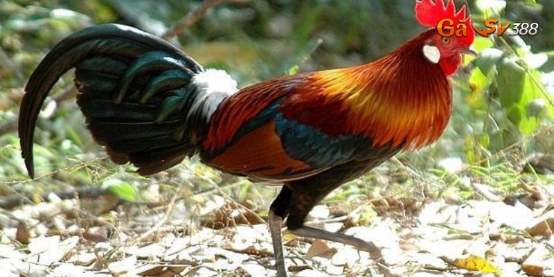 ga rung da cua sat luu y khi nuoi