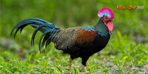 ga rung da cua sat phuong phap nuoi