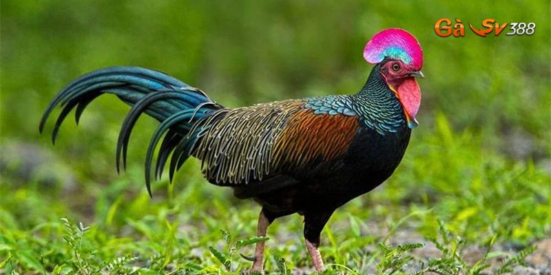 ga rung da cua sat phuong phap nuoi