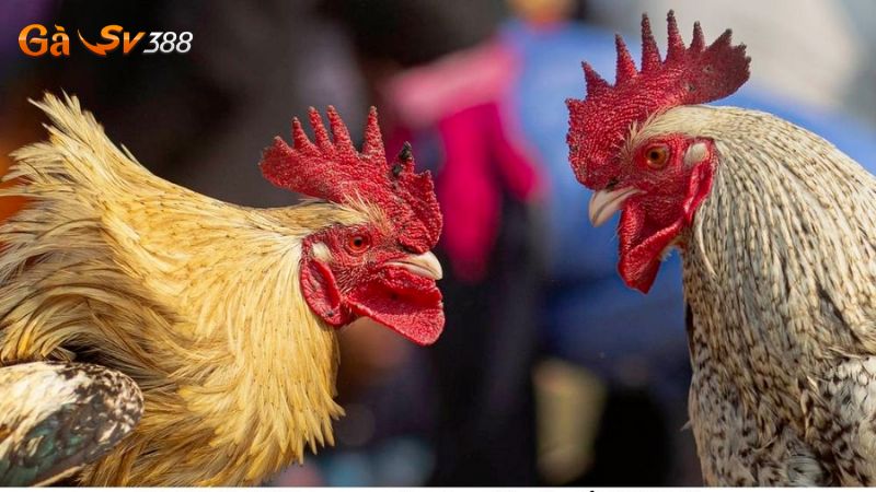 huong dan cuoc thu nap tien tai khoan gasv388