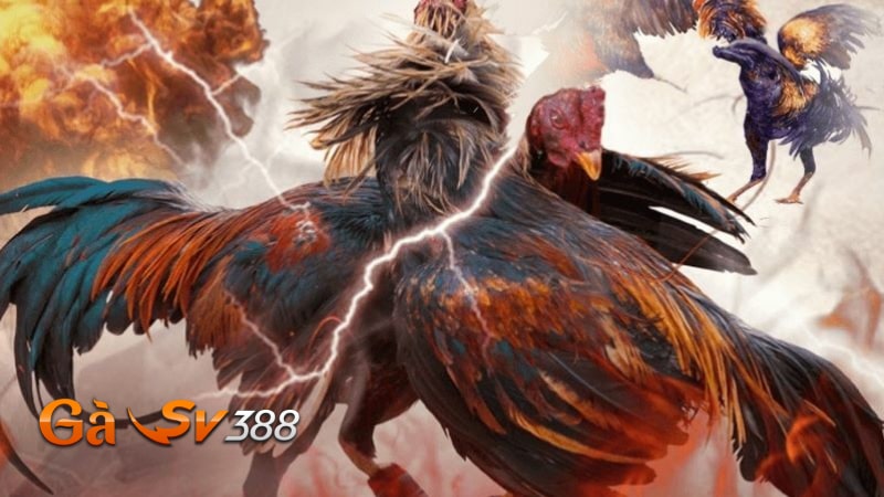 Liên hệ GASV388 3 lien he GASV388 cach line he