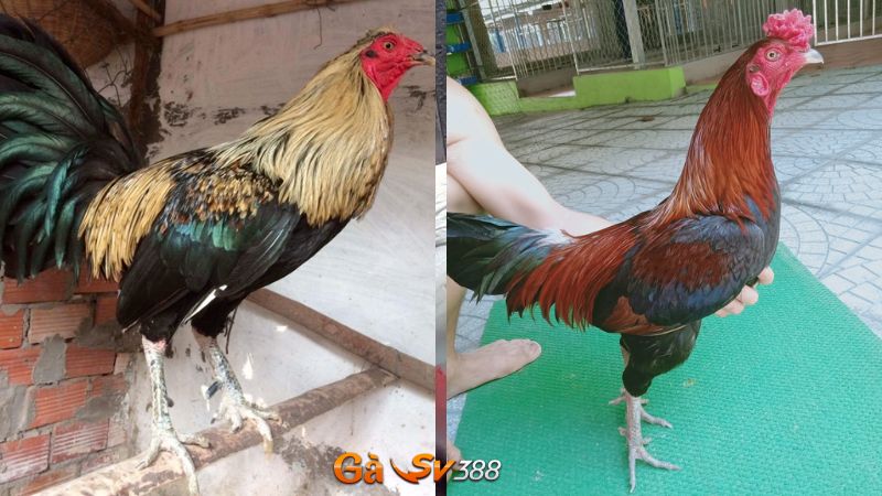 Gà chuối chân xanh và gà điều chân xanh nổi tiếng hiện nay 3 mau mang cua ga chuoi chan xanh va ga dieu chan