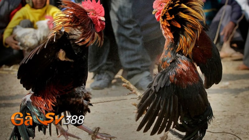 Miễn trừ trách nhiệm GASV388 3 mien tru trach nhiem GASV388 gioi thieu nha cai