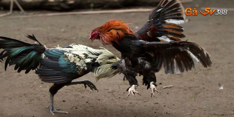 Phương pháp cực hay khắc phục tình trạng gà chọi không chịu đá 2 nguyen nhan ga choi khong chiu da