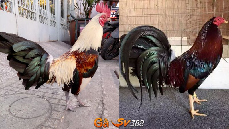 Gà chuối chân xanh và gà điều chân xanh nổi tiếng hiện nay 1 tim hieu ve 2 dong ga chuoi chan xanh va ga dieu chan