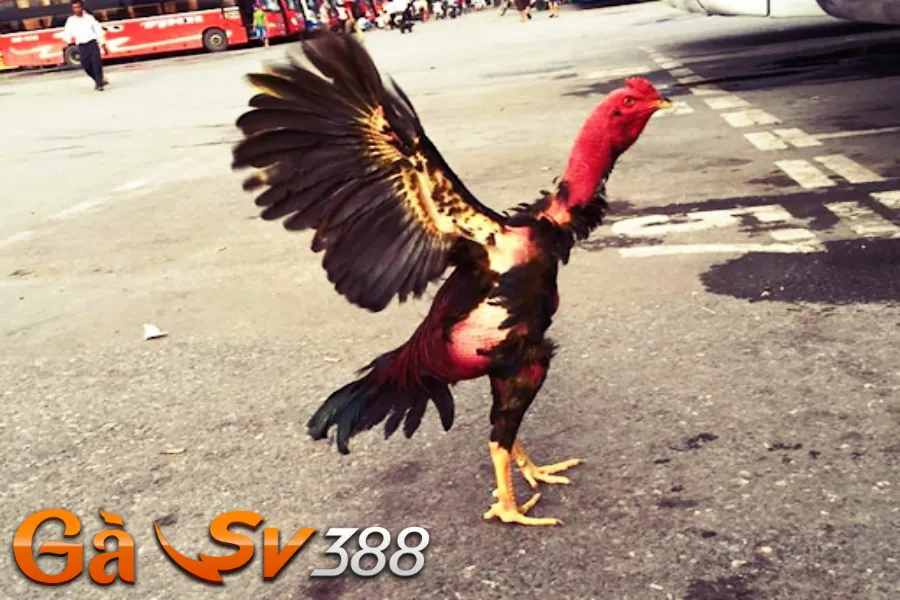 Kinh nghiệm nuôi gà chọi cánh tiên lớn nhanh, chiến khỏe 1 ga-choi-canh-tien-2