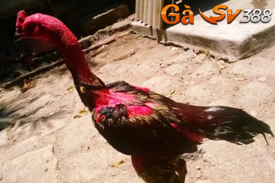 Kinh nghiệm nuôi gà chọi cánh tiên lớn nhanh, chiến khỏe 2 ga-choi-canh-tien-3