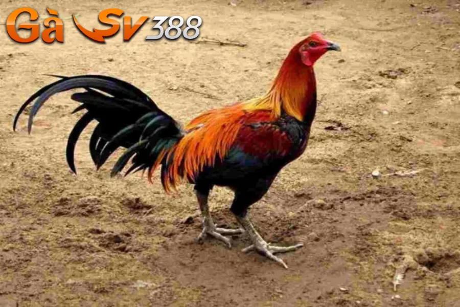 Gà chọi Peru - Tất tần tật thông tin hay bạn nên biết 1 ga-choi-peru-1