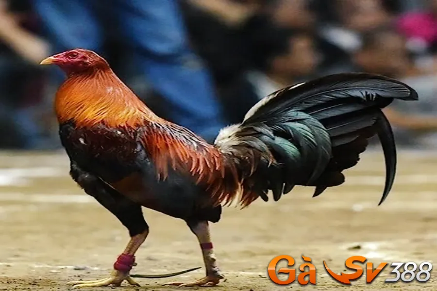 Gà chọi Peru - Tất tần tật thông tin hay bạn nên biết 2 ga-choi-peru-2