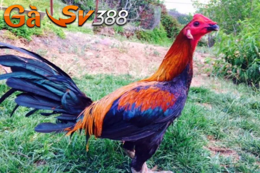 Gà chọi Peru - Tất tần tật thông tin hay bạn nên biết 3 ga-choi-peru-4