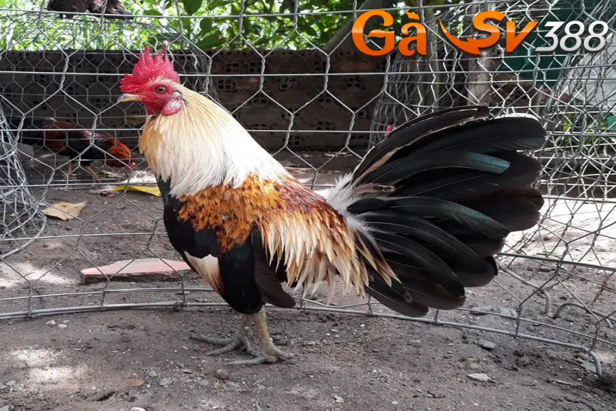 Kinh nghiệm đánh giá gà chuối khi tham gia cá cược 1 ga chuoi 2