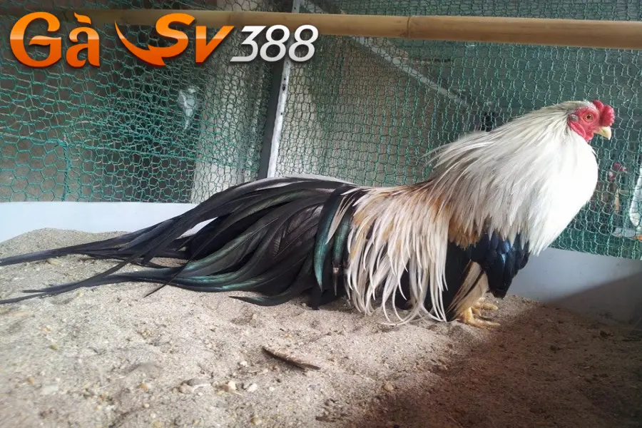 Kinh nghiệm đánh giá gà chuối khi tham gia cá cược 2 ga chuoi 3