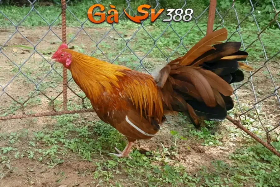 Gà khét - Chiến kê bất khả chiến bại trên chiến trường 1 ga khet 2