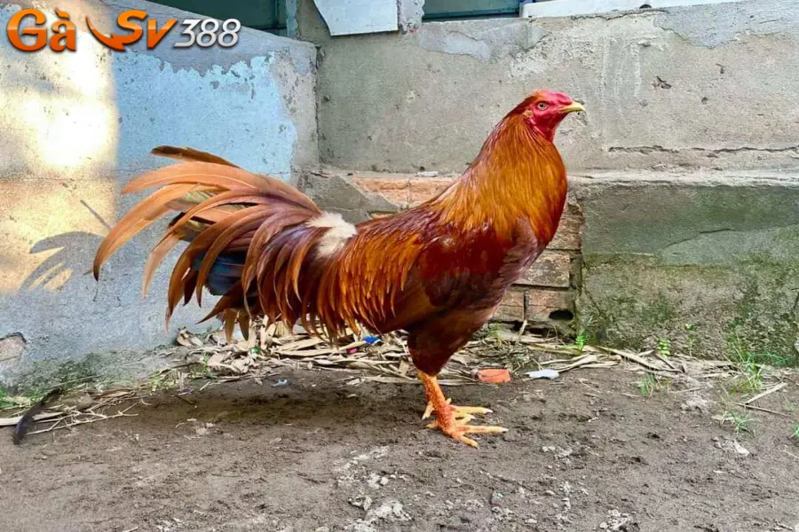 Gà khét - Chiến kê bất khả chiến bại trên chiến trường 2 ga khet 3