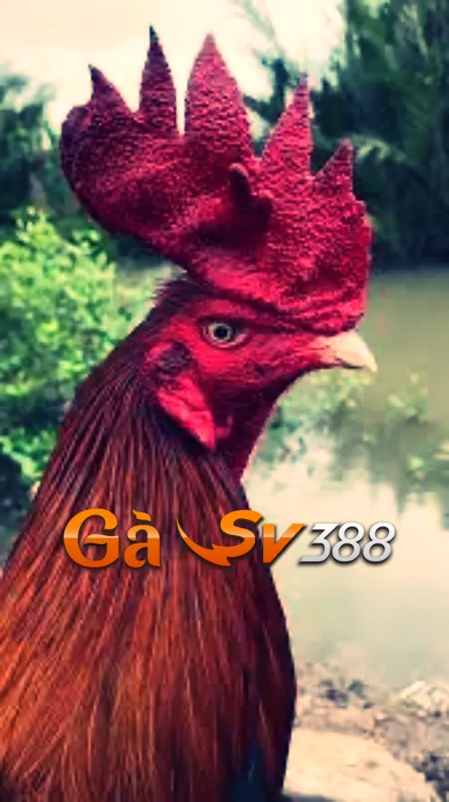 Có nên lựa chọn gà mồng vua làm chiến kê hay không? 2 ga mong vua 3