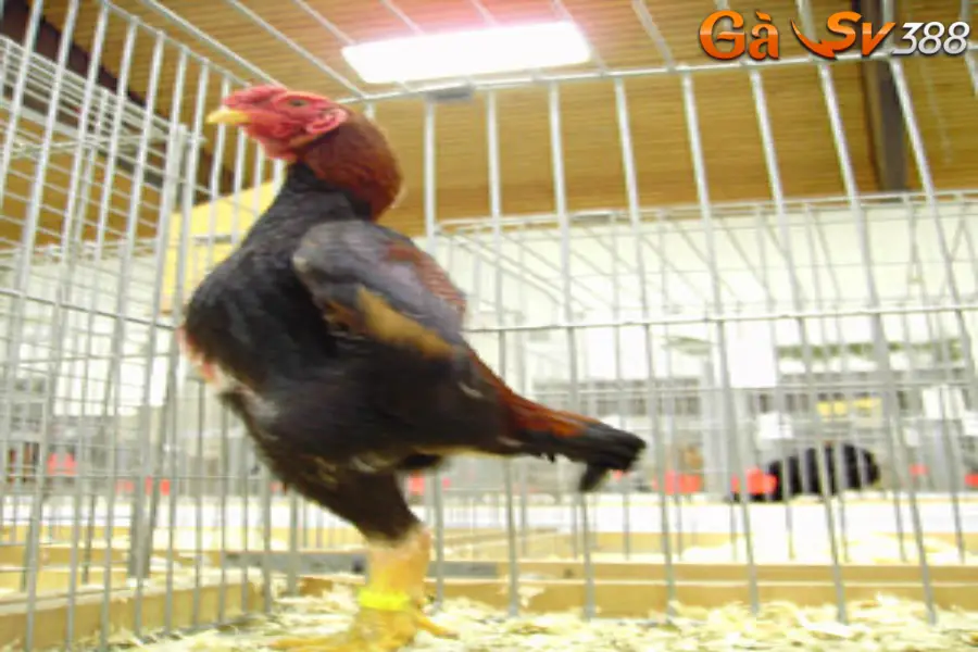 Gà Shamo Nhật là giống gì và cách chăm sóc chuẩn nhất? 1 ga shamo 1