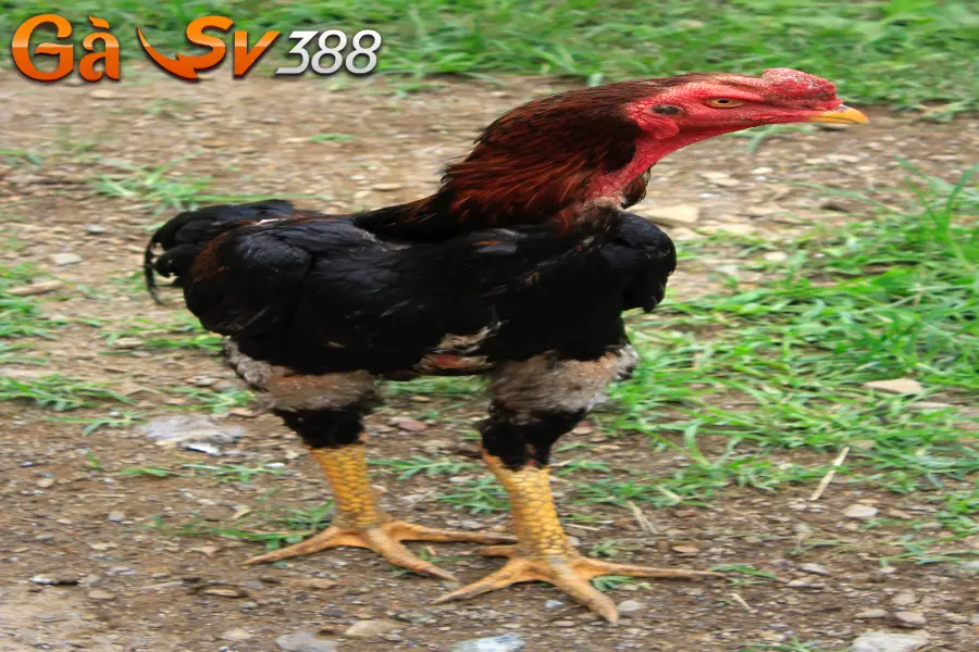 Gà Shamo Nhật là giống gì và cách chăm sóc chuẩn nhất? 3 ga shamo 3
