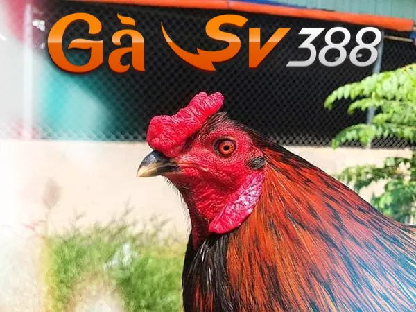 Gà mồng trích và tips chọn chiến kê chuẩn dễ chiến thắng 2 gamongtrich