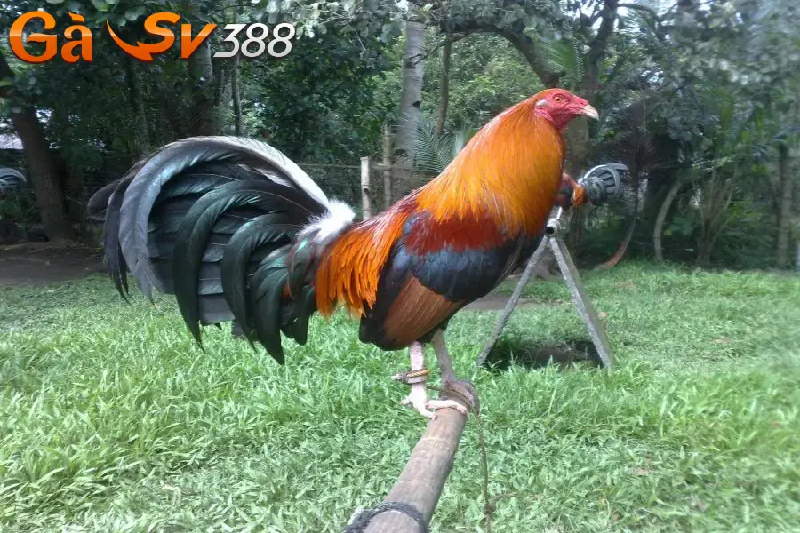 Gà Roundhead mang những đặc điểm nổi bật gì? 1 ga Roundhead 1