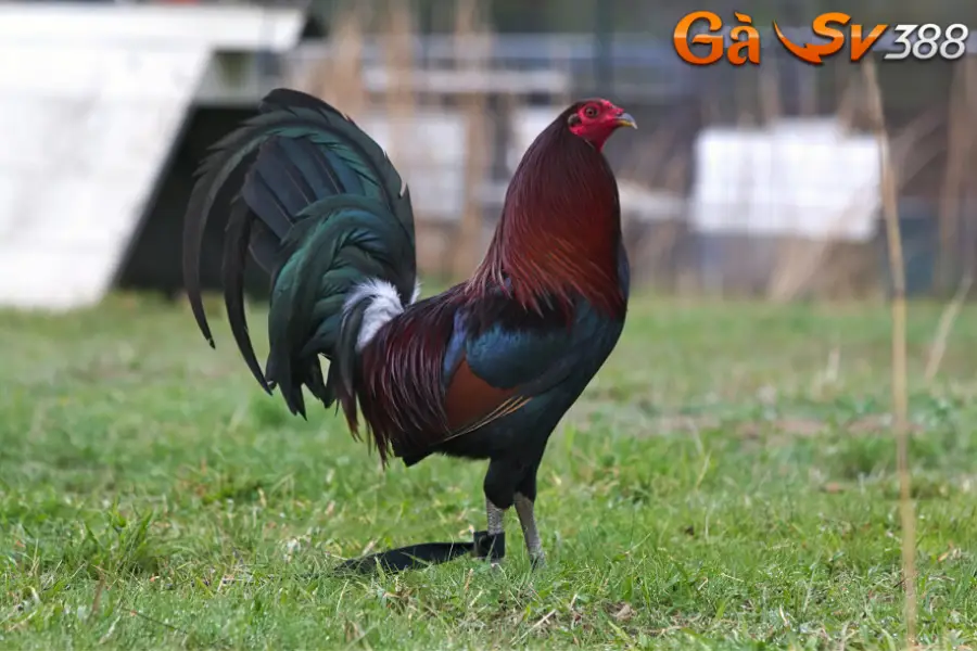 Gà Roundhead mang những đặc điểm nổi bật gì? 2 ga Roundhead 2