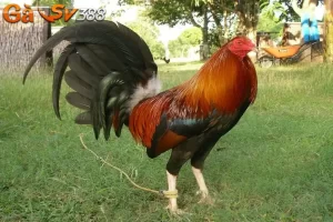 Gà Roundhead mang những đặc điểm nổi bật gì? 5 ga Roundhead