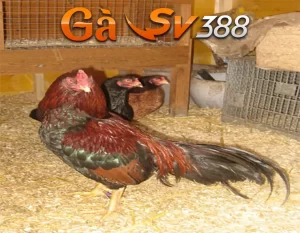 Gà Asil - Chiến kê lọt top 1 gà chọi hot nhất hiện nay 20 ga asil 1