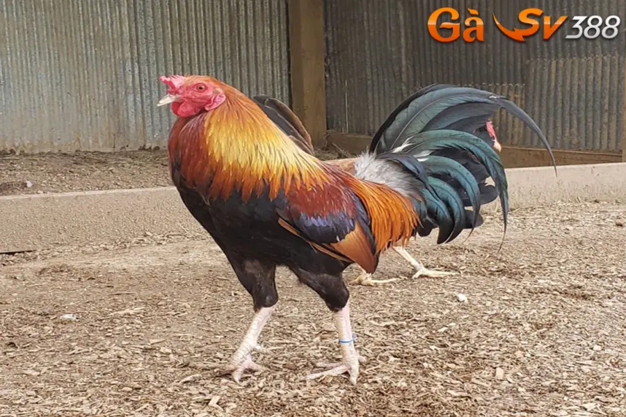 Gà Asil - Chiến kê lọt top 1 gà chọi hot nhất hiện nay 1 ga asil 2