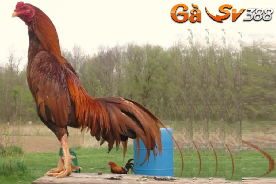 Gà Asil - Chiến kê lọt top 1 gà chọi hot nhất hiện nay 2 ga asil