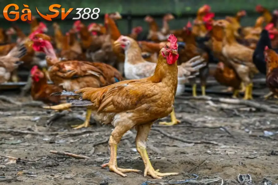 Gà chọi Mã Lai nguồn gốc xuất xứ và có những đặc điểm gì? 1 ga choi ma lai 1