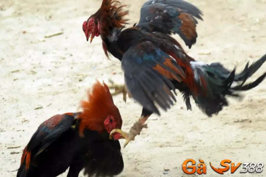 Gà chọi Mã Lai nguồn gốc xuất xứ và có những đặc điểm gì? 2 ga choi ma lai 2