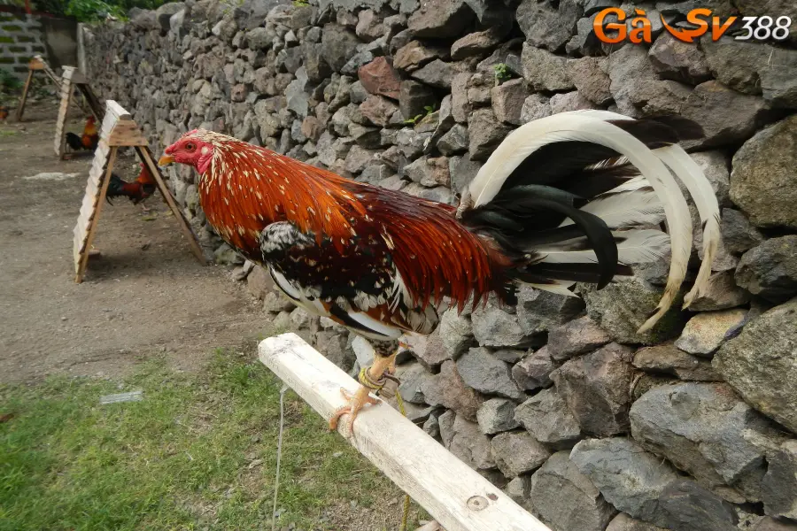 Gà chọi Philippines - Chiến binh cựa dao mạnh mẽ 1 ga choi philippines 1