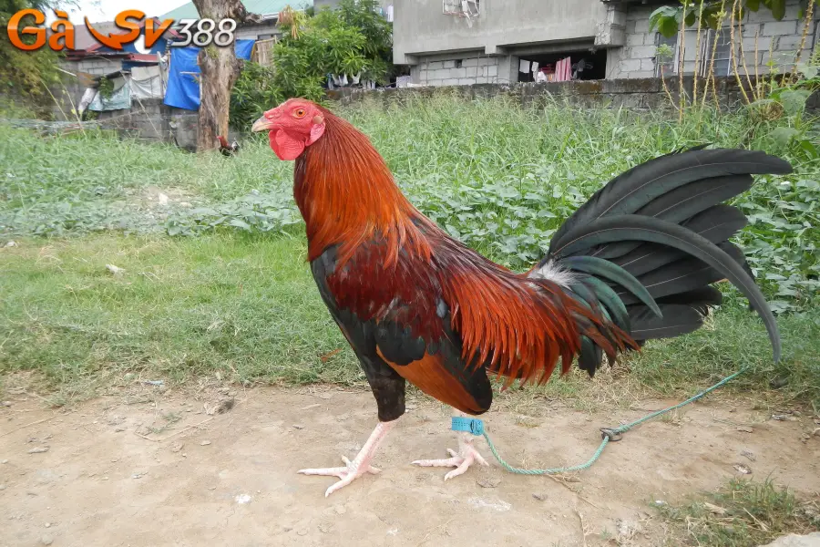 Gà chọi Philippines - Chiến binh cựa dao mạnh mẽ 2 ga choi philippines