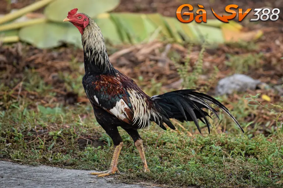 Khám phá gà chọi Thái và bí quyết chăm sóc từ chuyên gia 2 ga choi thai 2