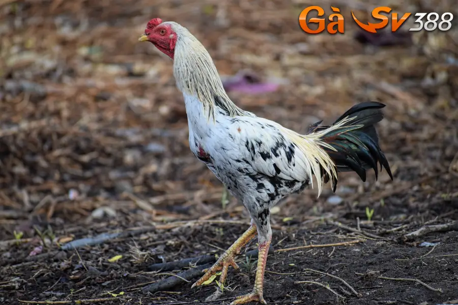 Khám phá gà chọi Thái và bí quyết chăm sóc từ chuyên gia 3 ga choi thai 3
