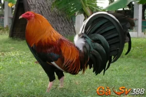 Tìm hiểu về Gà Kelso cùng với tip chọn chiến kê chuẩn 17 ga kelso